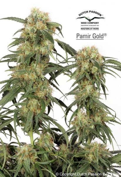 Pamir Gold – Dutch Passion