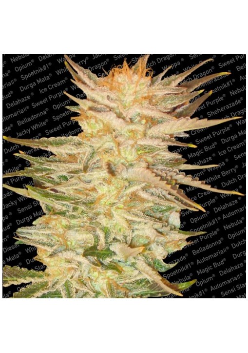 Ice Cream - Paradise Seeds