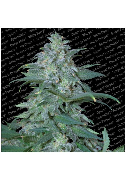 Magic Bud - Paradise Seeds