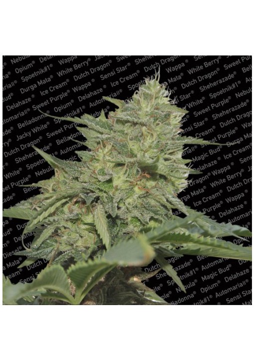 Original Cheese - Paradise Seeds