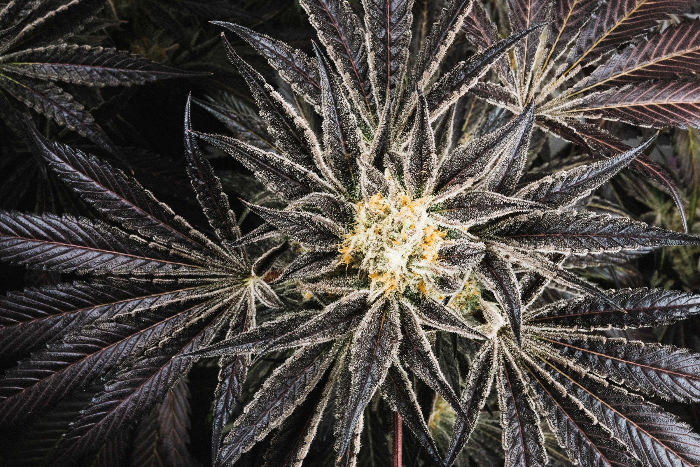 Swayze - Purple City Genetics - 10 Semillas Feminizadas