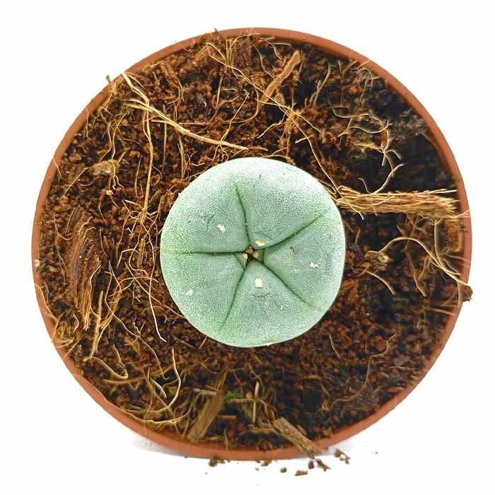 Cactus Peyote - 4 Años de Crecimiento