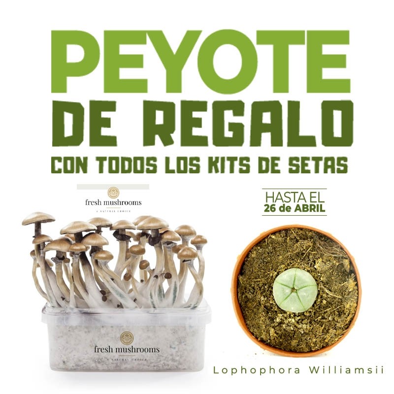 PEYOTE de REGALO con TODOS los KITS de SETAS