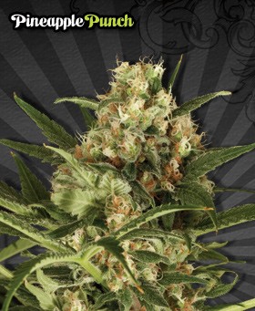 Pineapple Punch – Auto Seeds