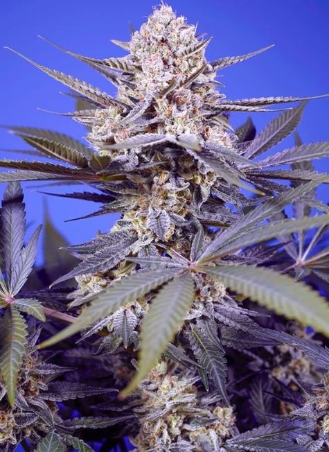 Pineapple Slush XL Auto - Sweet Seeds