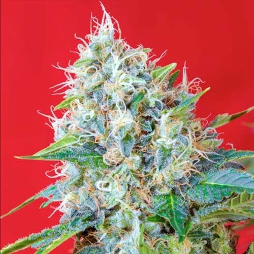 Green Poison Sweet Seeds