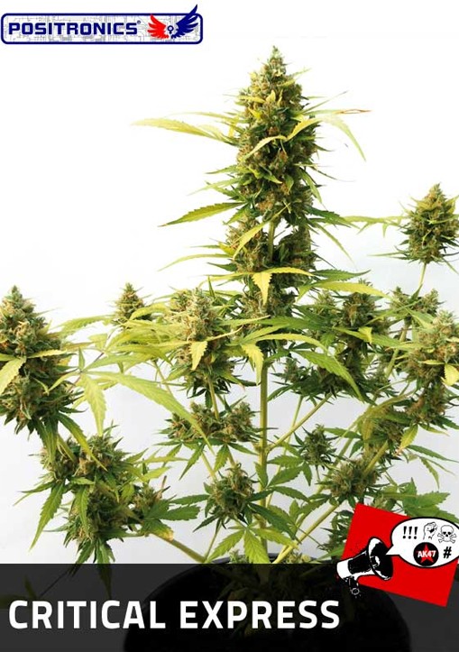 Semillas Critical Express Autofloración Positronics