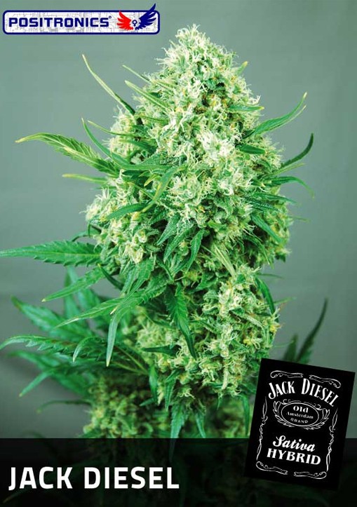 Jack Diesel Femenina - Positronics