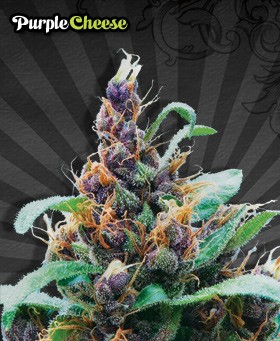 Purple Cheese – Auto Seeds