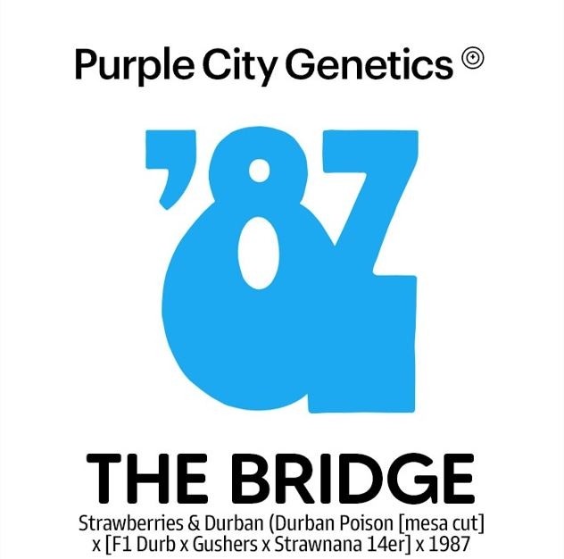 The Bridge - Purple City Genetics - 10 Semillas Regulares