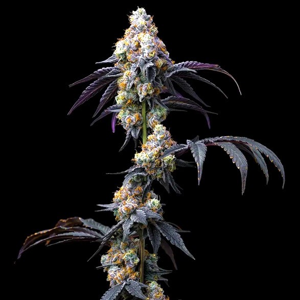 RS11 X BANANA OG - Barney´s Farm - 50% Híbrida
