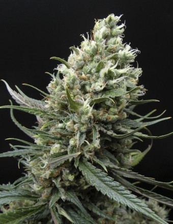 Ripper Haze – Ripper Seeds