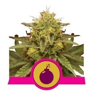 comprar semillas royal domina de royal queen seeds