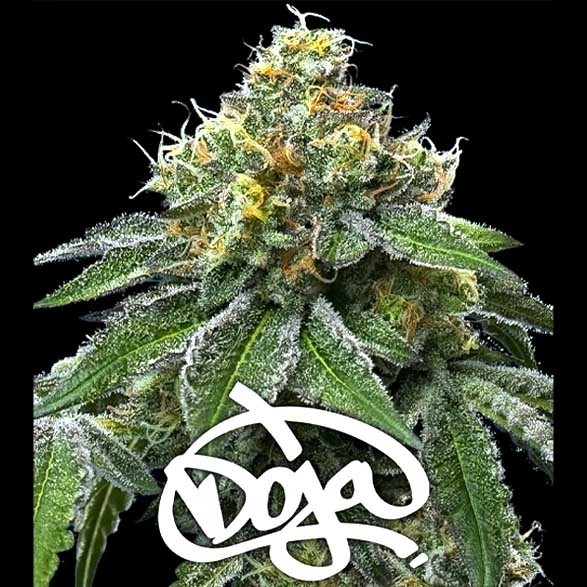 RS11 X BANANA OG - Barney´s Farm - 50% Híbrida