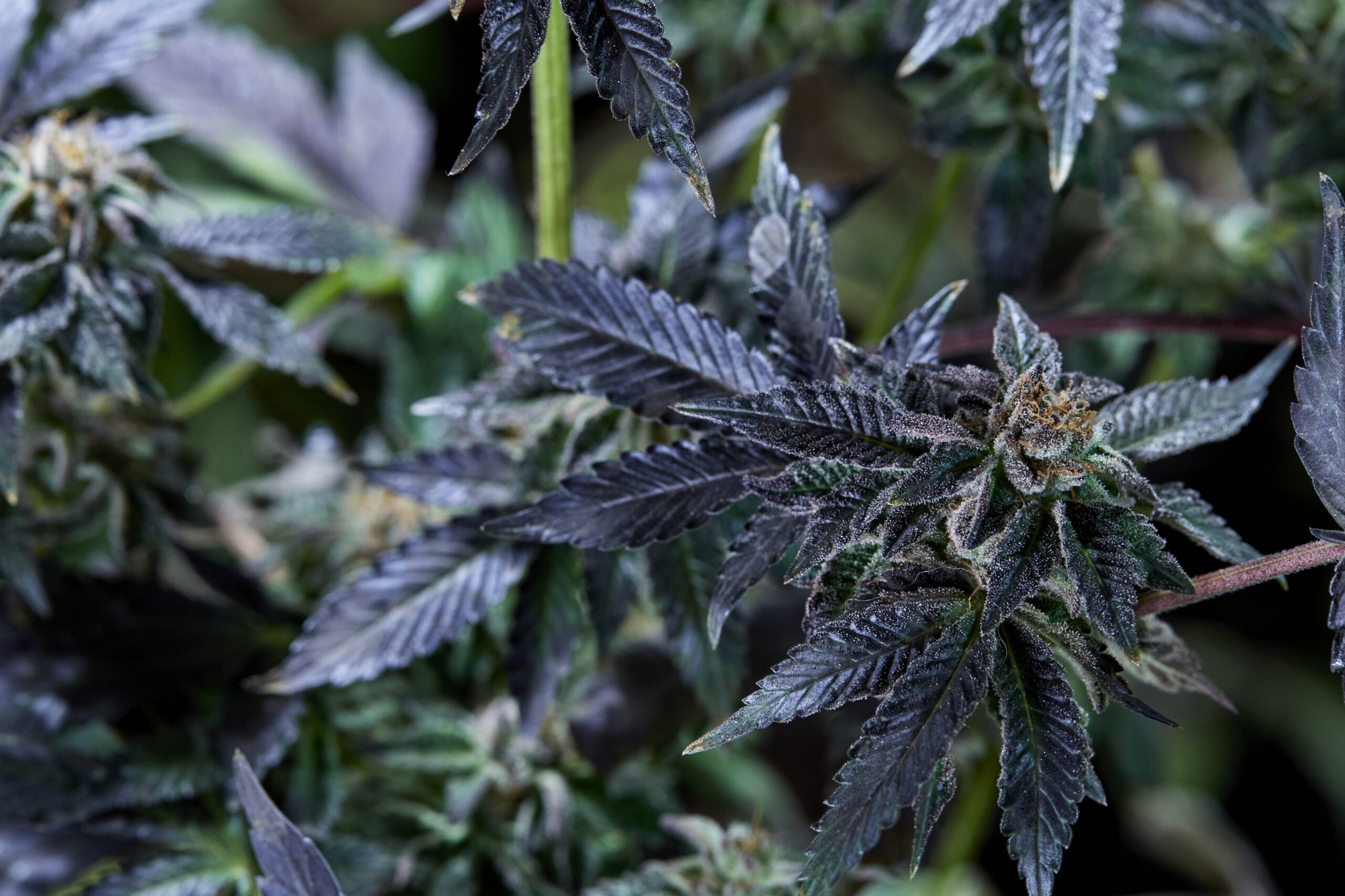 Estefan - Purple City Genetics - 10 Semillas Feminizadas