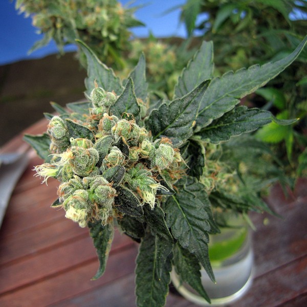 Sage n' Sour – T.H. Seeds