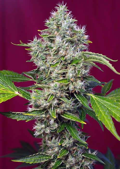 San Fernando Lemon Kush Sweet Seeds