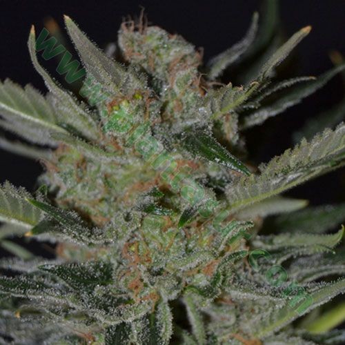 Domina – CBD Seeds