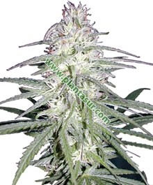 Destroyer – Cannabiogen