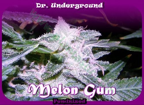 Melon Gum – Dr. Underground