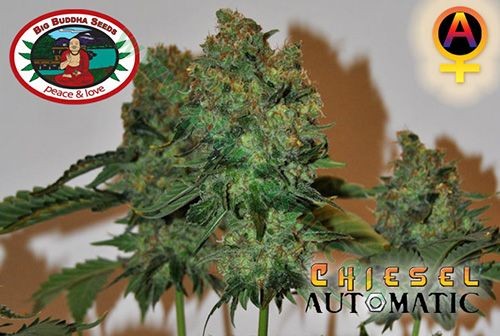 Semilla Marihuana. Chiesel Auto – Big Buddha