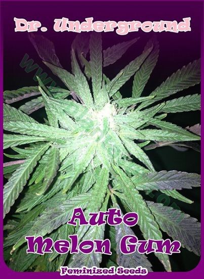 Auto Melon Gum – Dr. Underground