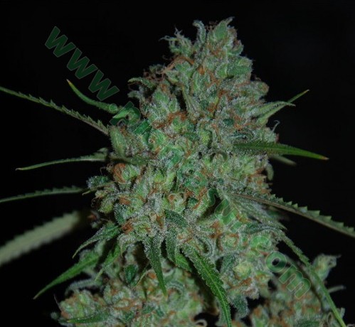 Afghan Skunk – Expert Seeds