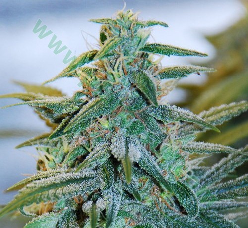 Mazar Auto – Expert Seeds