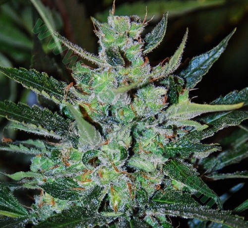 Jack Herer Auto – Expert Seeds