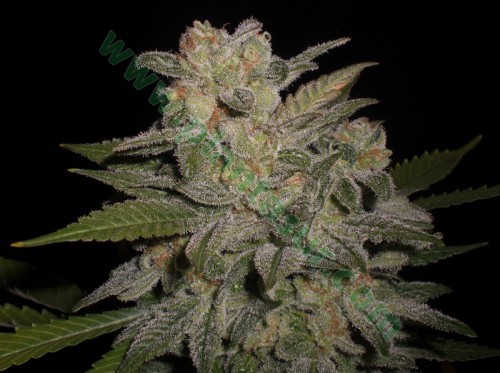 Northern Light Auto – Expert Seeds