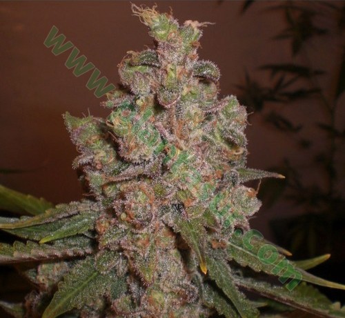 Cheese – Expert Seeds