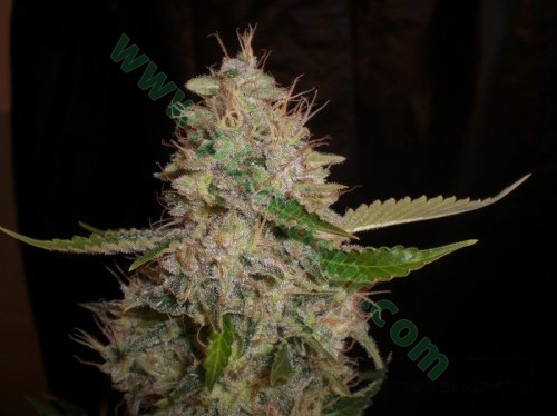 Widow x Critical – Expert Seeds