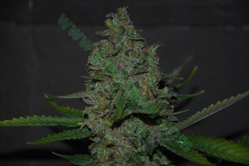 Black Domina x Maple – Expert Seeds