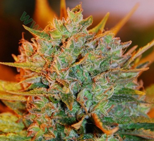 NL x Big Bud Auto – Expert Seeds