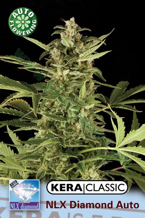 N.L.X. Diamond – Kera Seeds