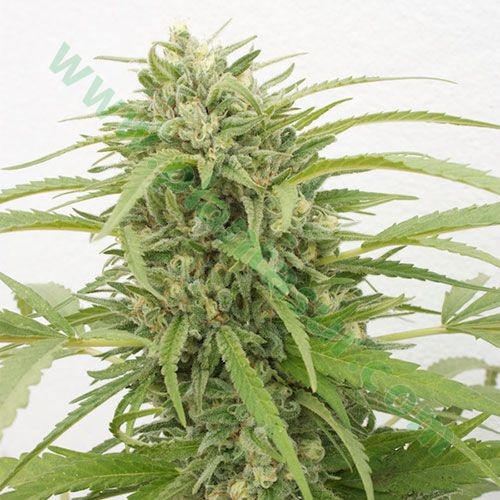 C-Mass – Vulkania Seeds