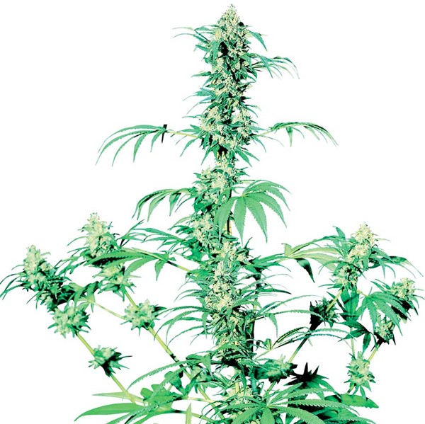 Early Girl Reg. Sensi Seeds