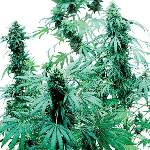 Early Skunk Reg. Sensi Seeds