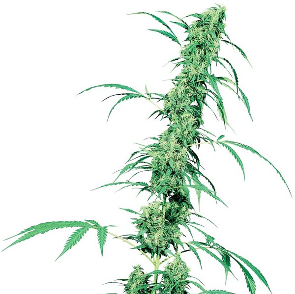 Fruity Juice Reg. Sensi Seeds