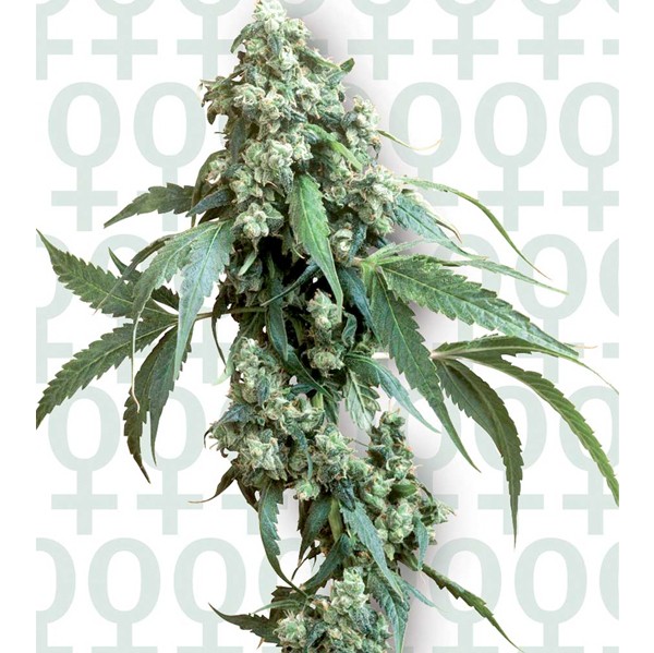 Jack Flash #5 Fem. Sensi Seeds