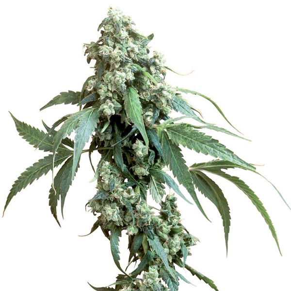 Jack Flash Reg. Sensi Seeds