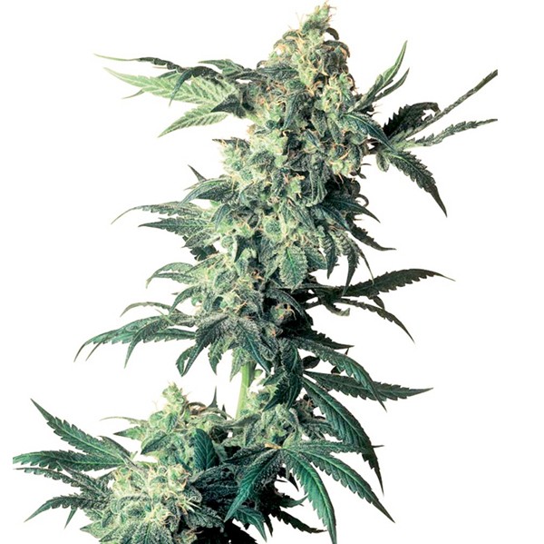 Northern Light Fem. Sensi Seeds