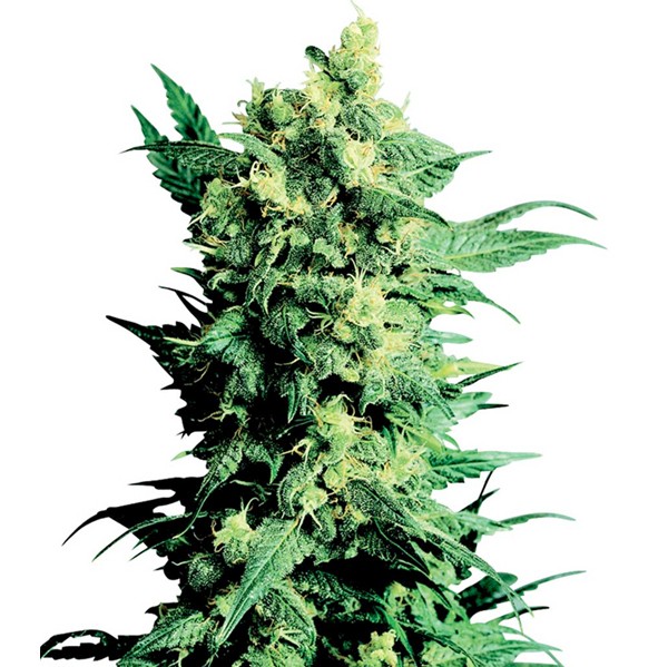 Shiva Shanti 2 Reg. Sensi Seeds