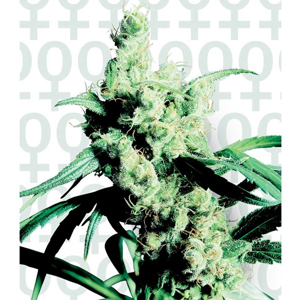 Silver Haze #9 Fem. Sensi Seeds