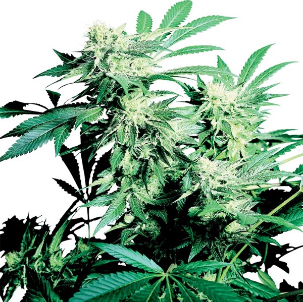 Skunk Kush Reg. Sensi Seeds