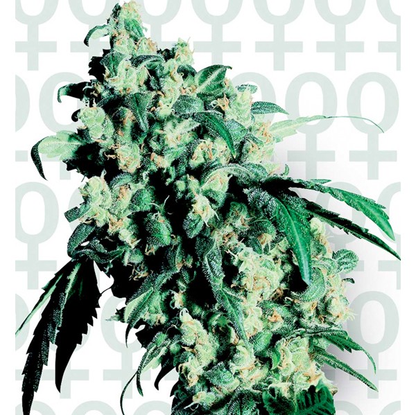 Super Skunk Fem. Sensi Seeds