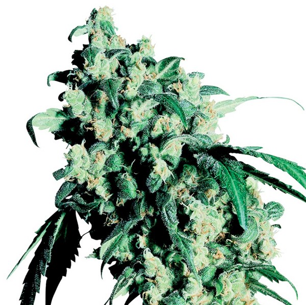 Super Skunk Sensi Seeds regulares