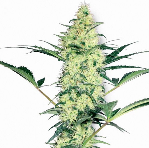 White Diesel Fem. White Label