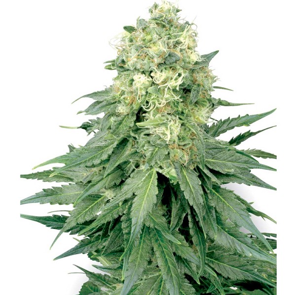 White Widow Fem. White Label