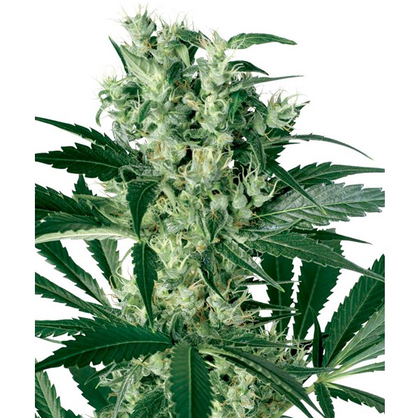 X-Haze Fem. White Label